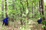 Promenons nous dans les bois 51 * 5184 x 3456 * (10.91MB)